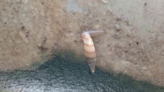 Papillifera papillaris