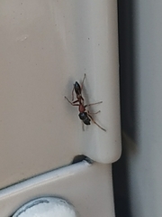 Myrmarachne elongata