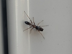 Myrmarachne elongata