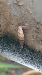 Papillifera papillaris