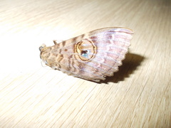 Speiredonia spectans