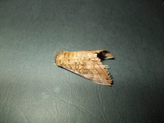 Speiredonia spectans