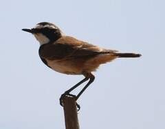 Oenanthe pileata pileata