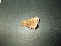 Speiredonia spectans