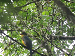 Harpactes reinwardtii