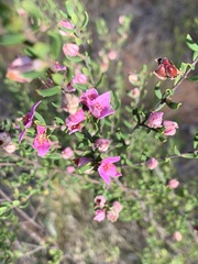 Boronia glabra
