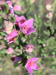 Boronia glabra