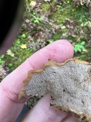 Asterodon ferruginosus