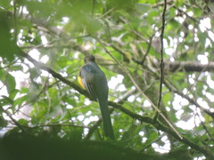 Harpactes reinwardtii