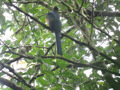 Harpactes reinwardtii
