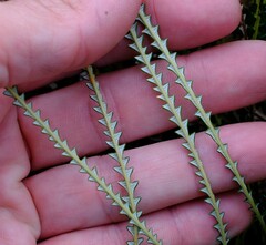 Banksia dallanneyi