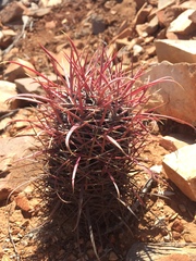 Ferocactus gracilis