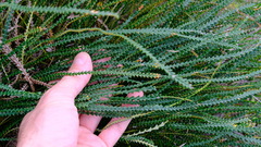 Banksia dallanneyi