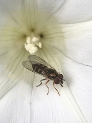 Melanostoma mellinum