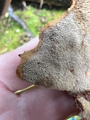 Asterodon ferruginosus