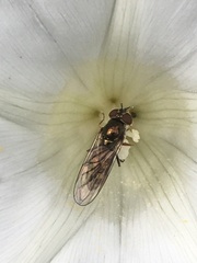 Melanostoma mellinum