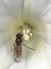 Melanostoma mellinum