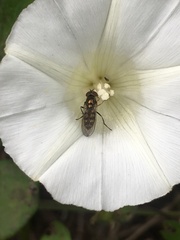 Melanostoma mellinum