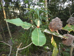 Banksia robur