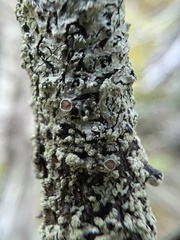 Parmeliopsis hyperopta