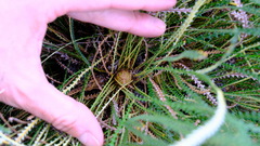 Banksia dallanneyi