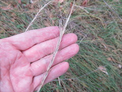 Elymus gmelinii