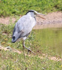 Ardea cinerea cinerea