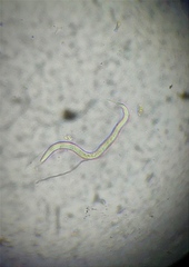 Nematoda