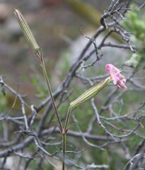 Silene undulata undulata