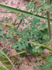 Indigofera bungeana