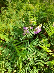Vicia cassubica