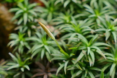 Pogonatum