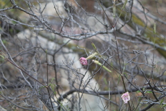Silene undulata undulata
