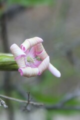 Silene undulata undulata