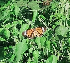 Danaus genutia