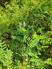 Vicia cassubica