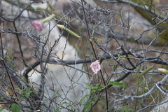 Silene undulata undulata
