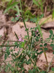 Indigofera bungeana