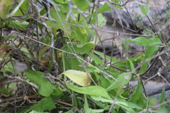 Silene undulata undulata