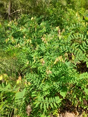 Vicia cassubica