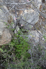 Silene undulata undulata