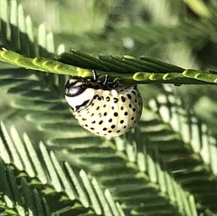 Dicranosterna immaculata