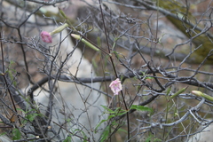 Silene undulata undulata
