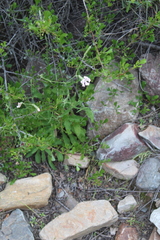 Silene undulata undulata