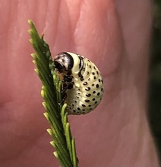 Dicranosterna immaculata