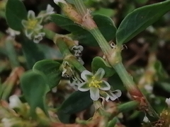 Polygonum aviculare