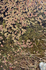 Azolla rubra