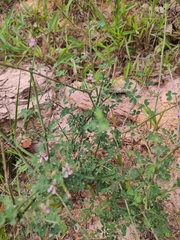 Indigofera bungeana
