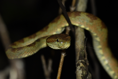 Travancore Pit Viper