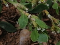 Polygonum aviculare